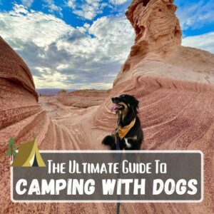 The ultimate guide to camping with dogs